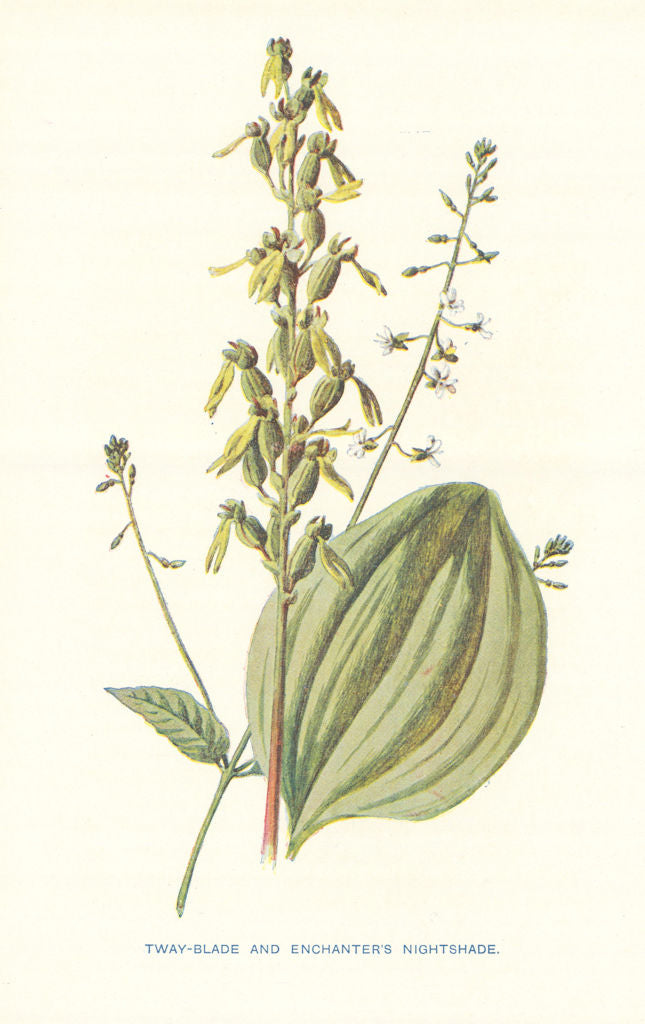 Twayblade & Enchanter's Nightshade. Wild Flowers by Frederick Edward Hulme c1895